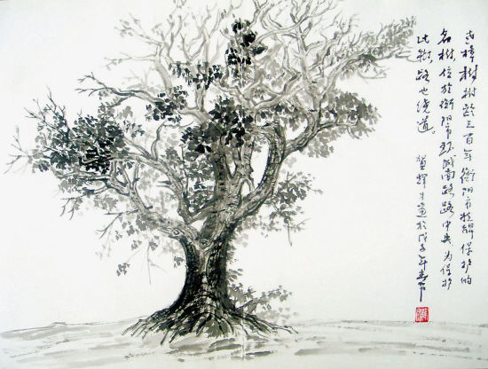 两棵香樟树绘画图片